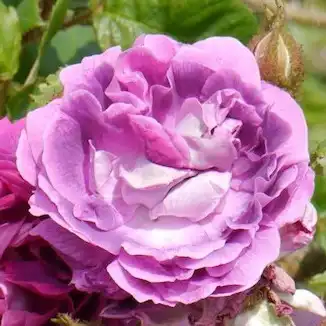 Rosa William Lobb - violet - trandafir moss
